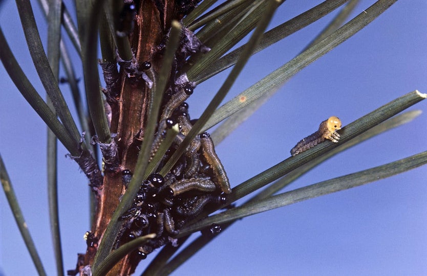 Pine Sawflies: Identification and Control | RHS Advice