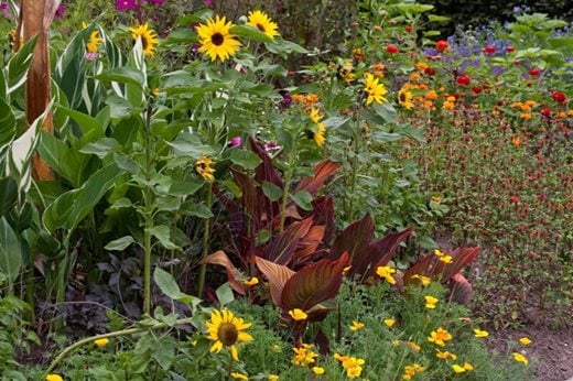 Farmyard Nurseries