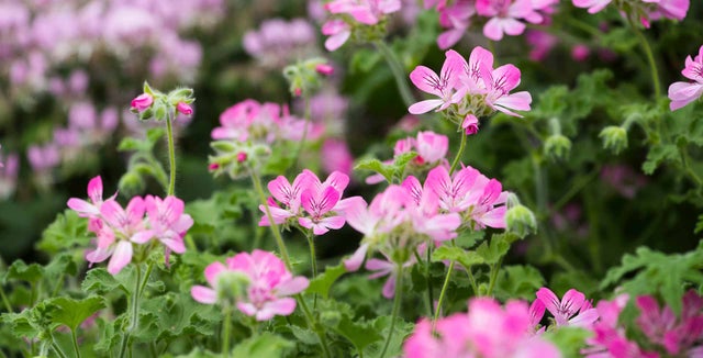 All about pelargoniums