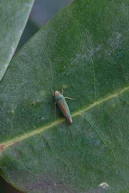 Rhododendron leafhopper (<EM>Graphocephala fennahi</EM>)