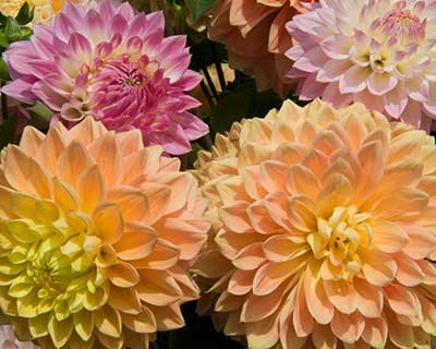 Find out more from the National Dahlia Society