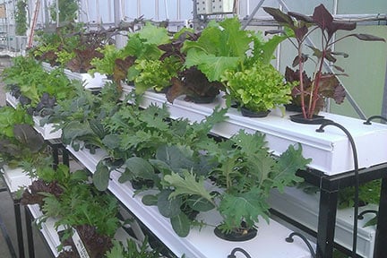 Hydroponics