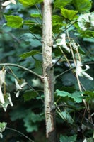 Ring-barking: Causes and Solutions | RHS Advice