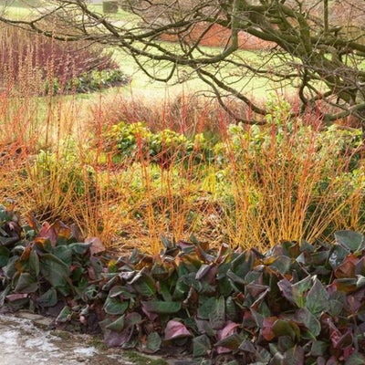 Catkins, flowers and stem colour for clay soils