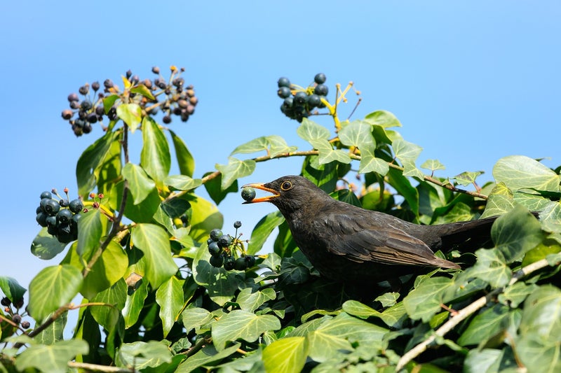 Blackbird eating ivy berries