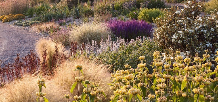 Planting inspiration for sun-baked gardens