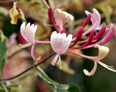 Climbing Honeysuckle selection