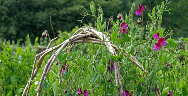 How to grow sweet peas