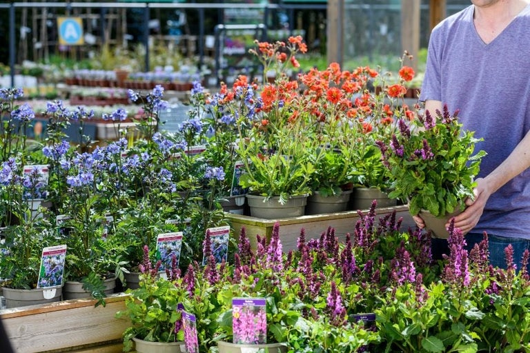 Where to buy peat-free plants in the UK