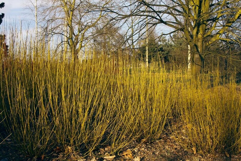 Yellow stems for damp soils