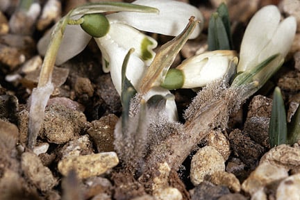 Lily diseases: Symptoms, Causes & Control | RHS Advice