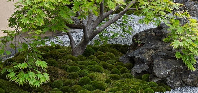 Why the UK has fallen in love with Japanese garden design