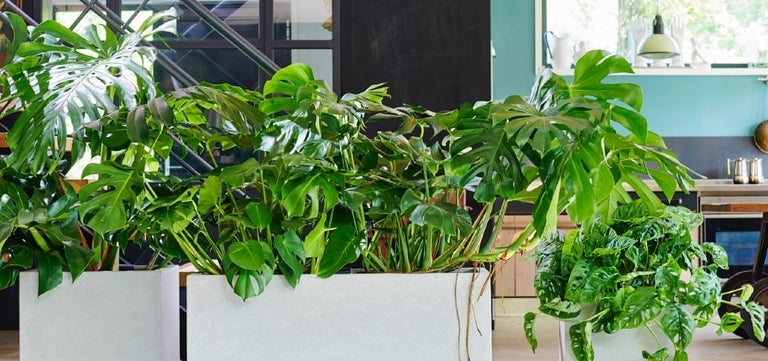 Monsteras and more: at home with arums