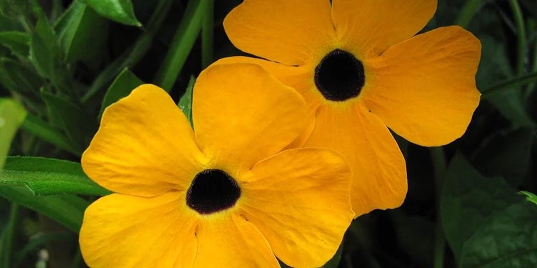 Buy thunbergia from RHSPlants.co.uk