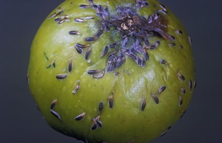 Scale Insects: Identification and Control | RHS Advice