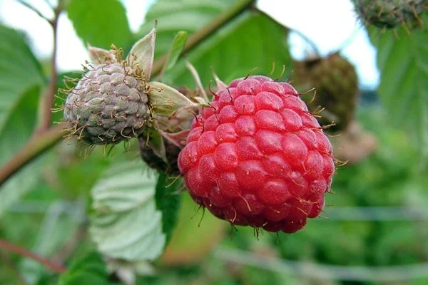Grona Raspberry How to grow raspberries | RHS Guide