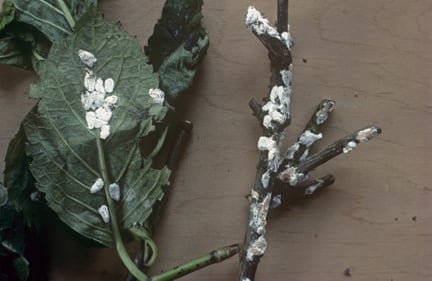 Scale Insects: Identification and Control | RHS Advice