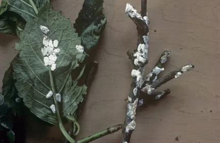 Scale Insects: Identification and Control | RHS Advice