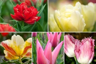 Tulips with different shaped flowers