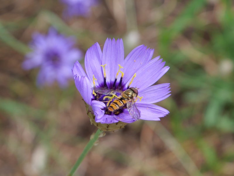 Marmalade hoverfly (Episyrphus balteatus) on flowers of Catananche caerulea