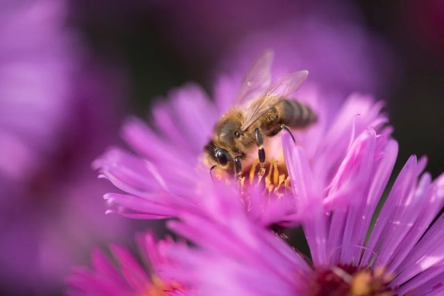 Gardening for wildlife