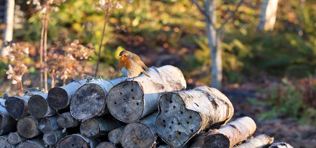 A who’s who of garden birds