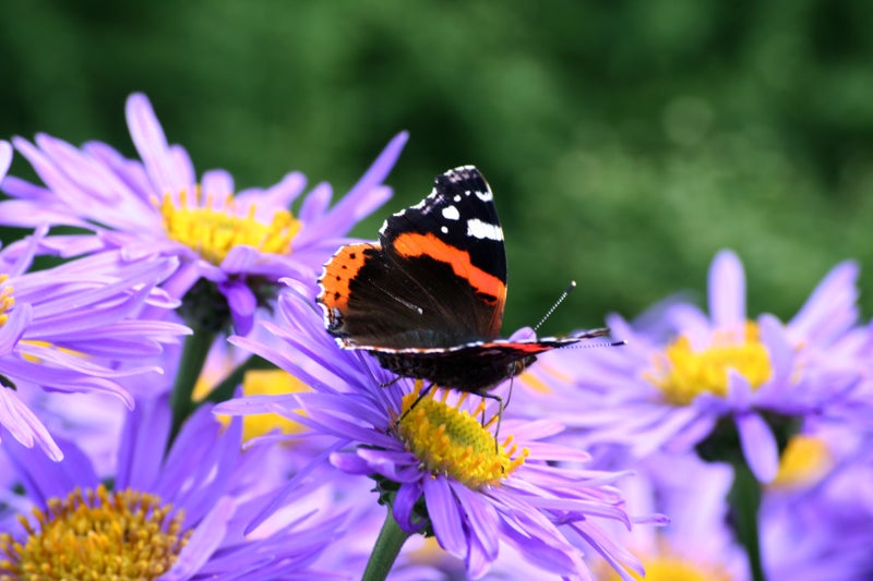 Red Admiral butterfly on an aster