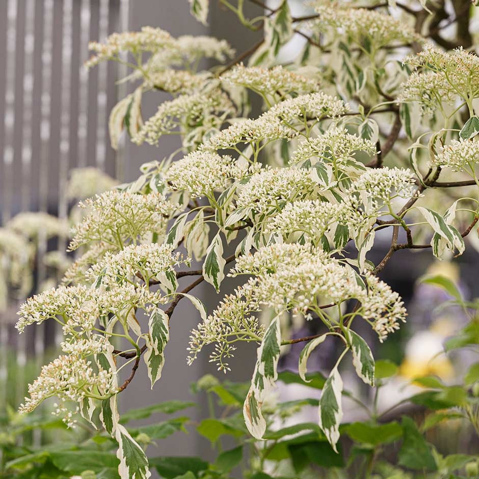 <EM>Cornus controversa</EM> 'Variegata'