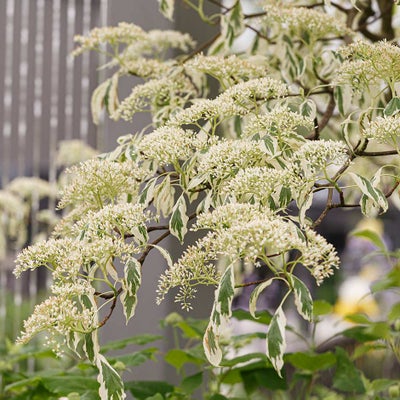 <EM>Cornus controversa</EM> 'Variegata'