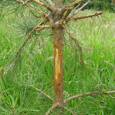 Roe deer damage on Pine