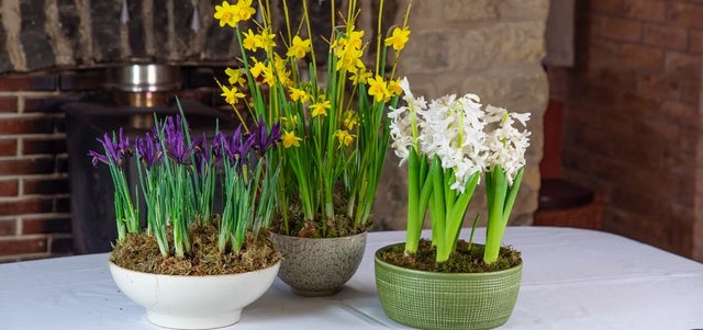 Have an early spring indoors