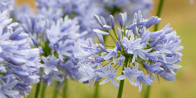 Buy agapanthus from RHSplants.co.uk