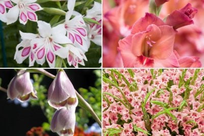 Gladioli for garden borders