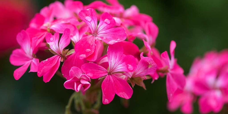 Buy pelargoniums from RHSplants.co.uk