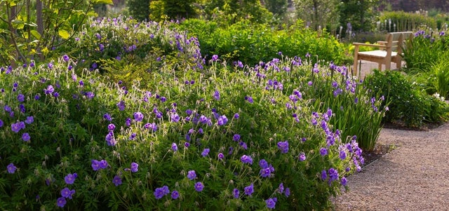 Learn about hardy geraniums