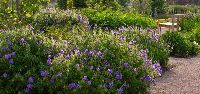 Learn about hardy geraniums