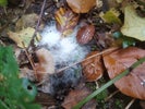 Thumbnail for slide 1