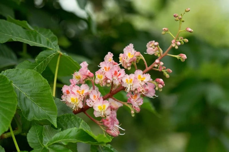 April – Aesculus x carnea