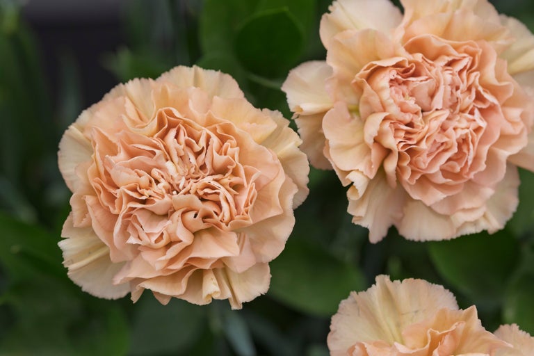 Buy dianthus from RHSplants.co.uk
