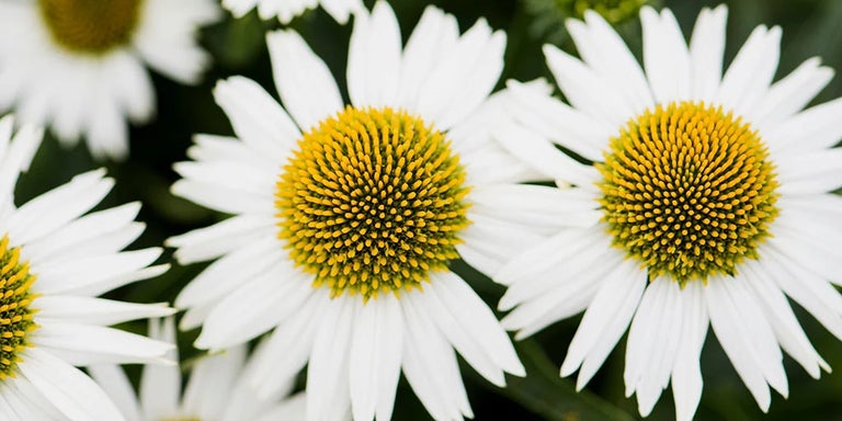 Buy echinacea from RHSplants.co.uk