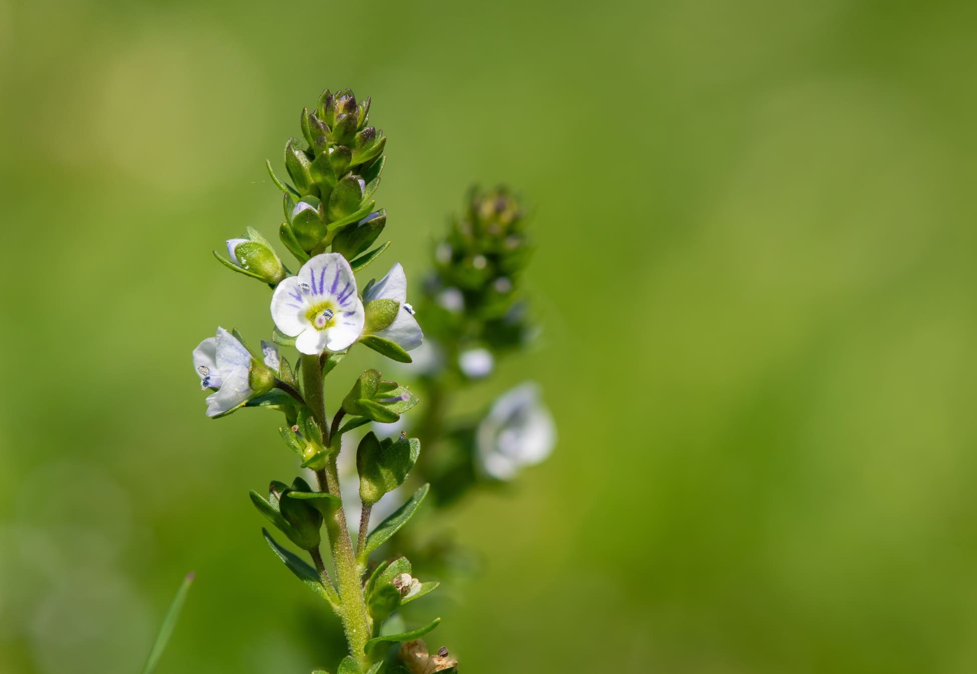 Speedwell | RHS Advice