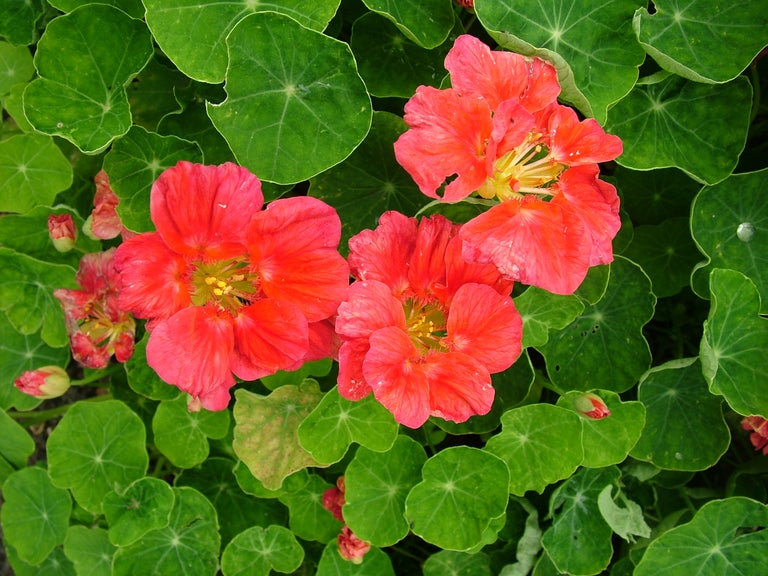 Buy nasturtiums from RHSplants.co.uk