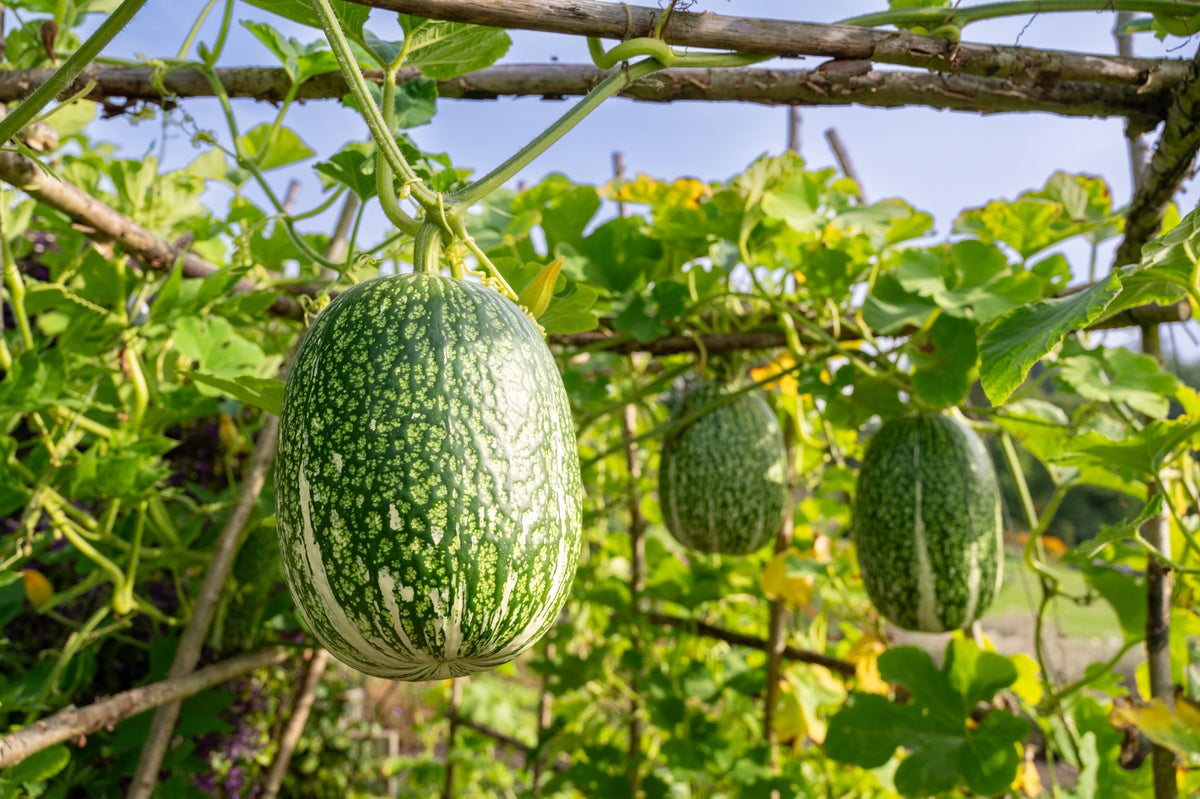 Fig-leaf gourds growing up a hazel frame at RHS Harlow Carr