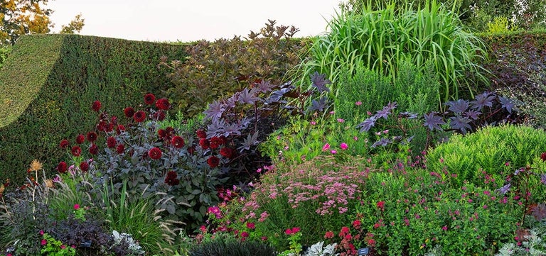 10 award-winning plants with dark foliage
