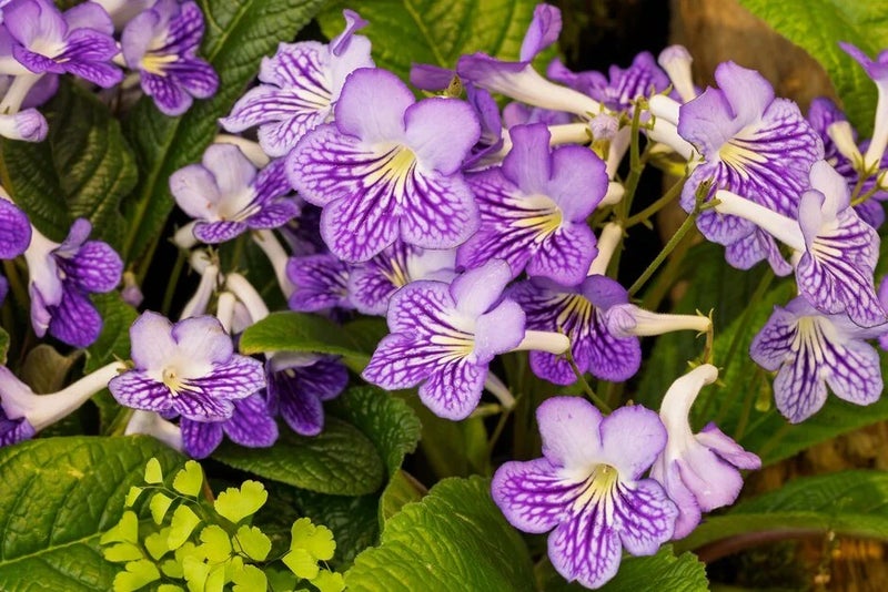 Streptocarpus ‘Victoria’