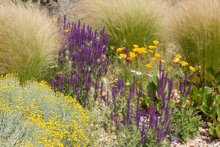 Planting inspiration for sun-baked gardens