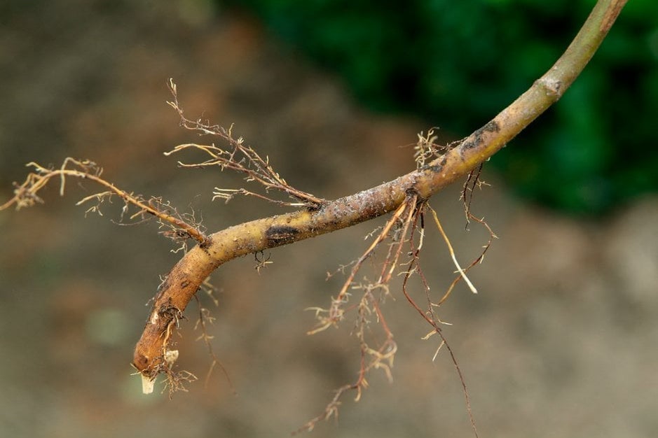 Gravity Growing Roots How Plants Respond to Light and Environment | RHS Advice