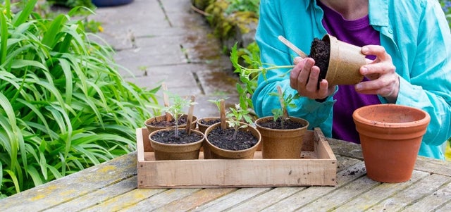 Low-carbon container growing