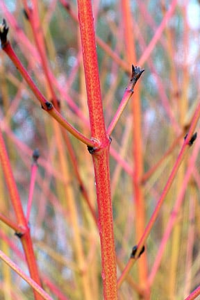 Winter stems of Cornus