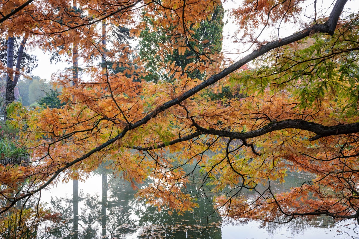 Metasequoia glyptostroboides tree in autumn at Wisley